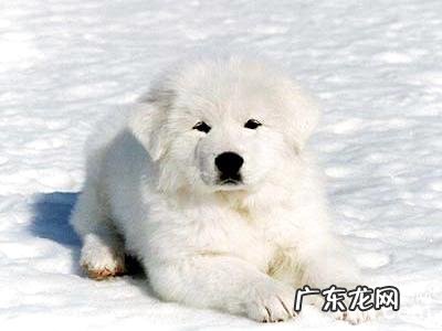 大白熊犬智力如何?大白熊犬详细介绍