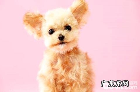 泰迪犬怎么训练？泰迪犬训炼实例教程