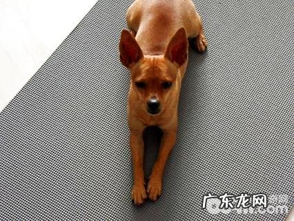 鹿娃犬多少钱一只？鹿娃犬价钱