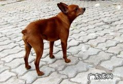 鹿娃犬多少钱一只？鹿娃犬价钱