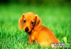 腊肠犬为何养的人少？腊肠犬优点和缺点详细介绍