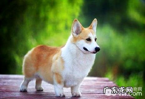 柯基犬好养吗?养柯基犬常见问题