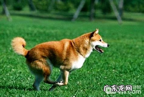 黑柴犬和赤柴犬哪一个贵?黑柴犬和赤柴犬价格比照