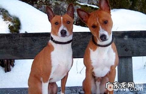 狗狗智商排行榜最傻狗是哪些？狗狗智商排行榜最傻狗