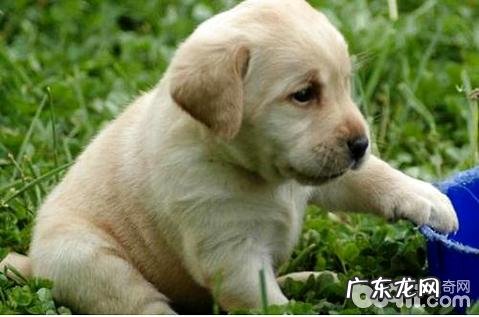 金毛一天吃是多少犬粮？金毛每日胃口