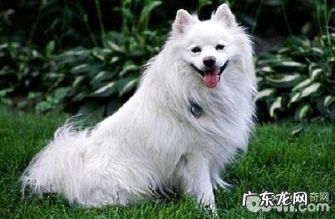 爱斯基摩犬多少钱一只?爱斯基摩犬价钱