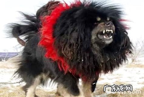 鬼獒和藏獒哪一个强大? 鬼獒pk藏獒