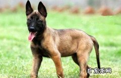 为何东德牧羊犬不适合家里养？东德牧羊犬不宜家里养吗？