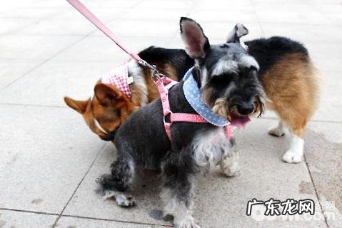 小狗为什么喜欢相互之间闻屁股 ?狗肛门腺多长时间清除一次?