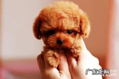 茶杯犬叫个不停该怎么办？茶杯犬叫个不停