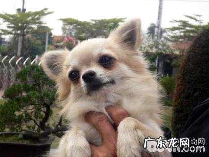 长毛吉娃娃要多少钱？长毛吉娃娃价钱