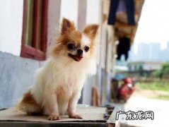 长毛吉娃娃要多少钱？长毛吉娃娃价钱