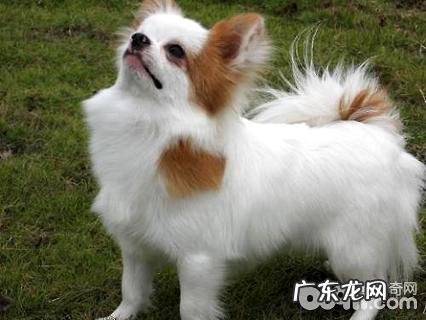 长毛吉娃娃要多少钱？长毛吉娃娃价钱