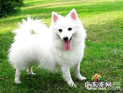 银狐犬为何非常少人养？别养银狐犬的几个缘故