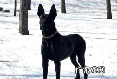 黑狼犬如何?黑狼犬的优势与劣势