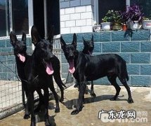 黑狼犬如何？黑狼犬的优势与劣势