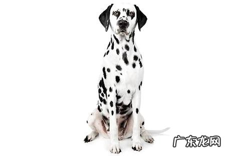斑点狗聪慧吗?斑点狗智商