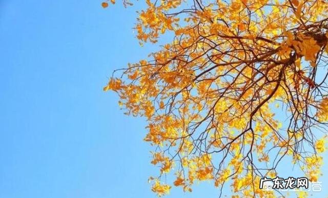 美丽的龙湖公园四百字作文 美丽的龙湖公园作文怎么引用歌词?