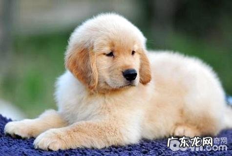 幼狗多少能够喂狗粮?幼狗喂狗粮時间