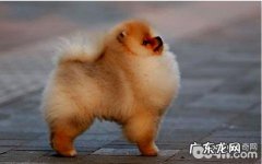 非纯种狗和火锅串串有什么不同？非纯种狗和火锅串串的差别