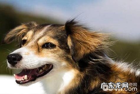 非纯种狗和火锅串串有什么不同?非纯种狗和火锅串串的差别