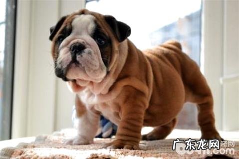 为什么不养英国斗牛犬?别养英国斗牛犬的原因