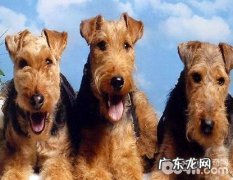 威尔士梗犬如何饲养？威尔士梗犬喂养