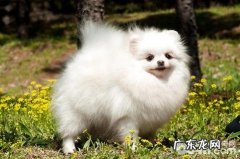 乳白色博美多少钱？白色博美价钱