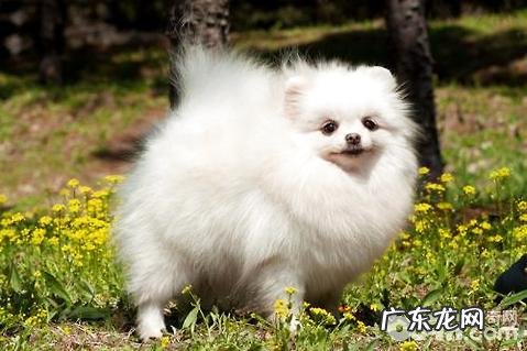 乳白色博美多少钱?白色博美价钱