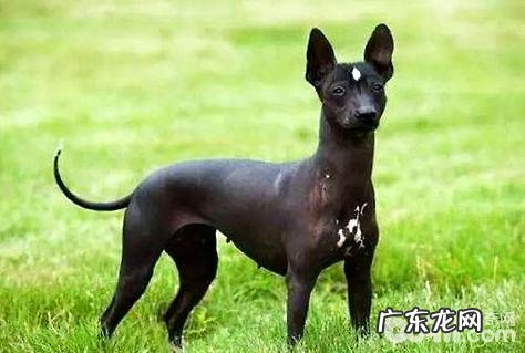 印加无毛犬如何?印加无毛犬详细介绍