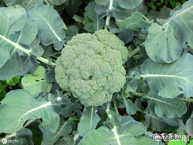 如何用西蓝花给十一个月的宝宝做出好吃的辅食?