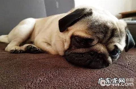 小狗为什么不可以吃葡萄?小狗吃完红提该怎么办?