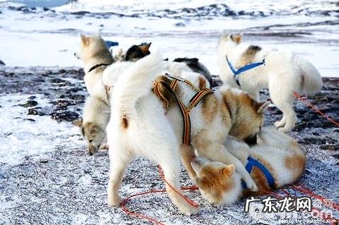 格陵兰犬为何没有人养?格陵兰犬优点和缺点详细介绍