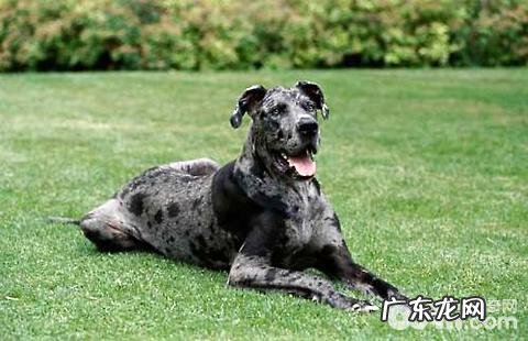 大丹犬吃啥?大丹犬吃什么狗粮好?