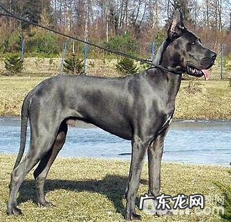 大丹犬吃啥?大丹犬吃什么狗粮好?