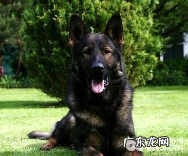 东德犬和西德犬哪家好?东德犬和西德犬的差别