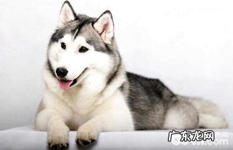 金毛一天吃是多少犬粮?金毛喂是多少犬粮适合?