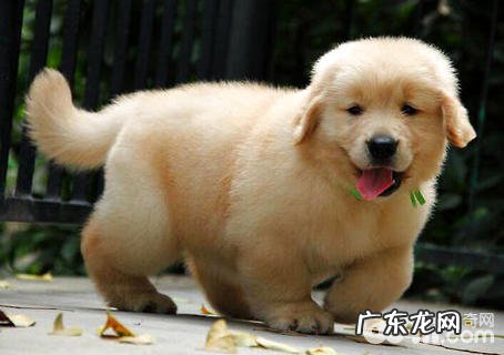 金毛狗狗好多个月逐渐认认主人家?金毛狗狗对主人家近期的主要表现