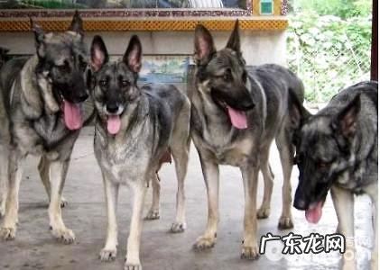 狼青犬智力如何?狼青犬好养吗?