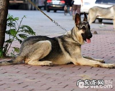 狼青犬智力如何?狼青犬好养吗?