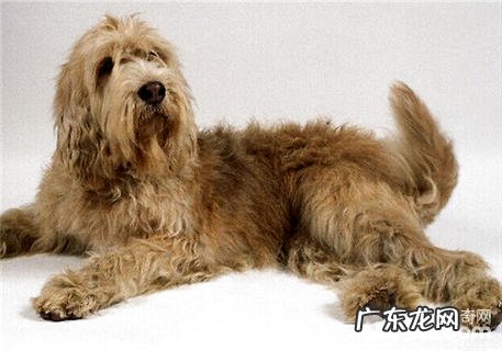 奥达猎犬如何？奥达猎犬保养