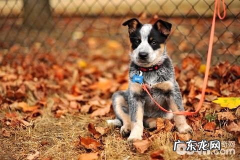 澳洲牧牛犬如何没有人养?澳洲牧牛犬优点和缺点