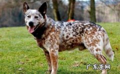 澳洲牧牛犬如何没有人养？澳洲牧牛犬优点和缺点