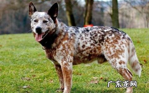 澳洲牧牛犬如何没有人养?澳洲牧牛犬优点和缺点