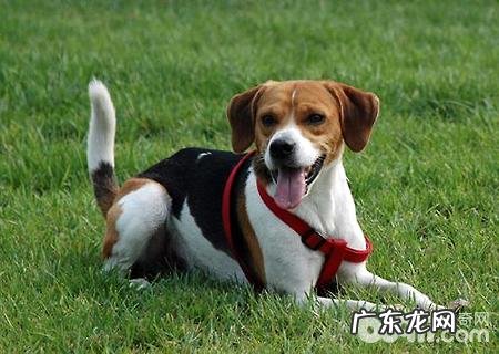 英国猎狐犬如何?英国猎狐犬详细介绍