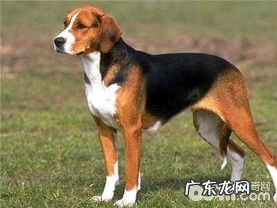 英国猎狐犬如何?英国猎狐犬详细介绍