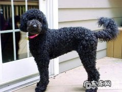 葡萄牙水犬多少钱一只？葡萄牙水犬价钱