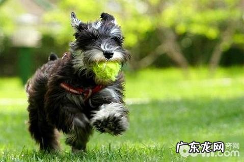 合适初学者养的狗有什么?合适初学者养的狗强烈推荐