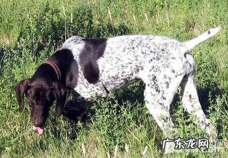 波音达猎犬好养吗?波音达猎犬喂养