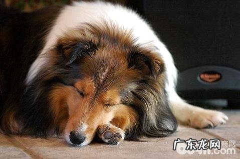 喜乐蒂为何养的人少?喜乐蒂缺陷